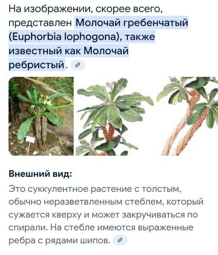 Комнатные растения.  Почти даром.