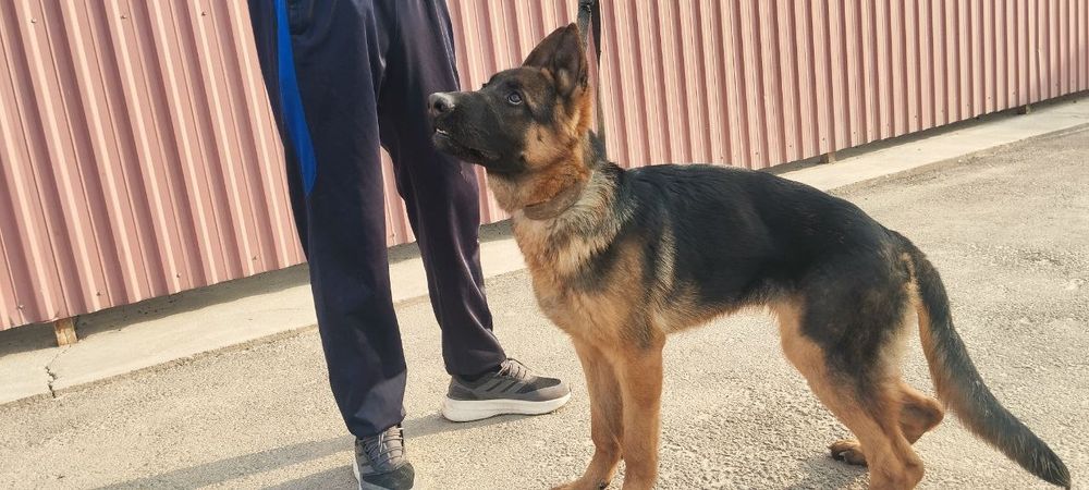 Nenichiski apchalka kuchik  7 oylik Sogʻligiga kafolat beeaman