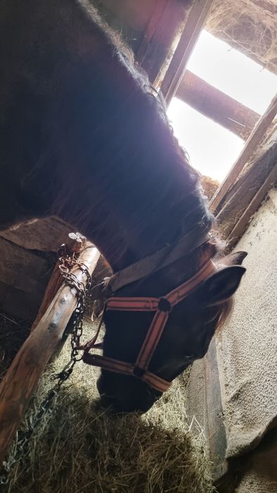 Vând iapa 3 ani si o luna