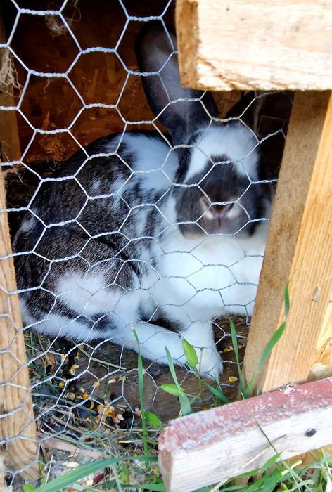 Doua iepurite si un iepuroi de vinzare