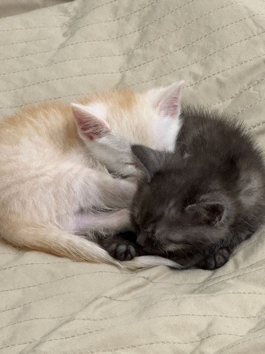 Отдадим котят милые