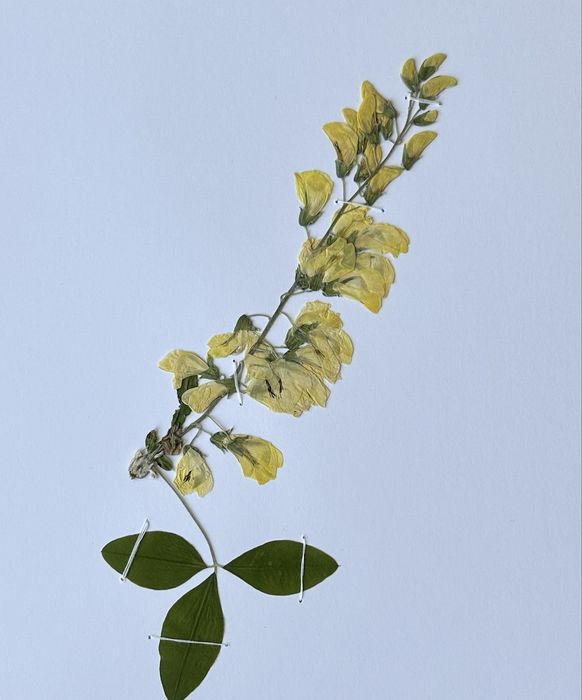 Морфологичен Хербарий 20бр