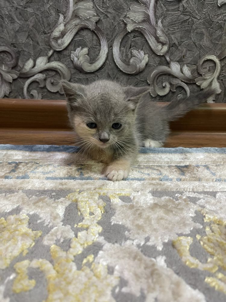 Скотиш.        страйт