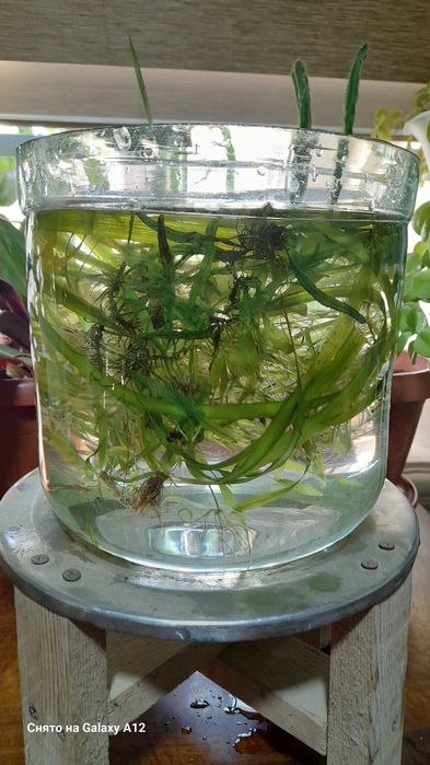 Аквариум отлари сотилади