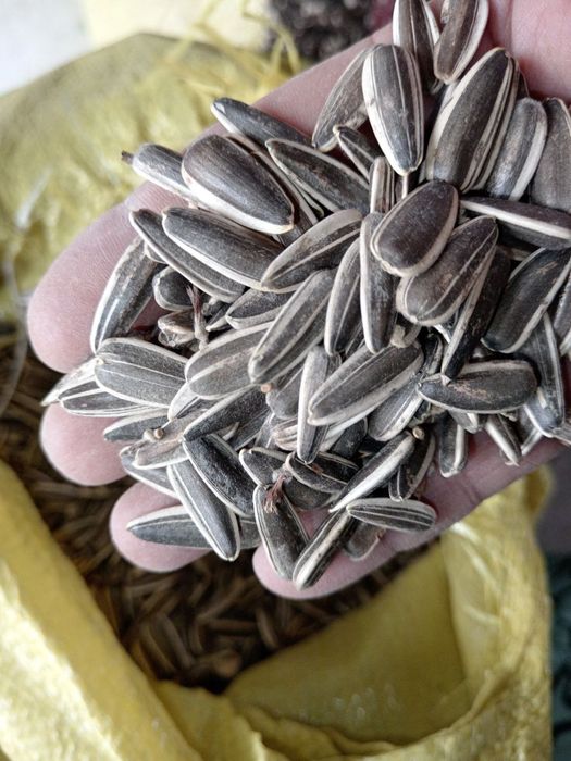 Qora Semichka sotilad