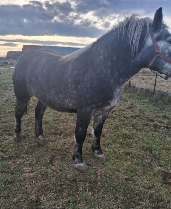 Vând Mânză de 2 Ani