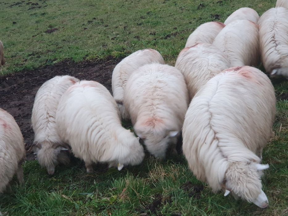 Oi țurcane 20 de bucăți