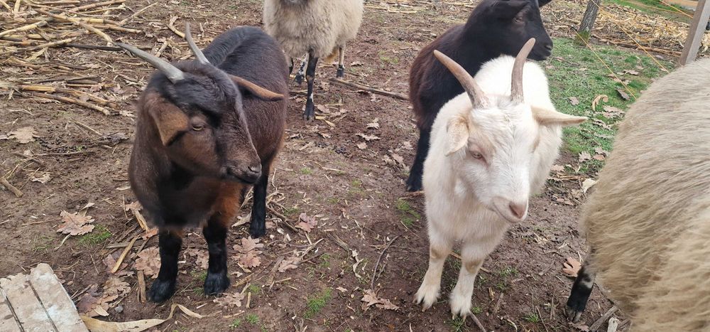 Vand doua iede din primavara