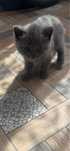 British shorthair blue!