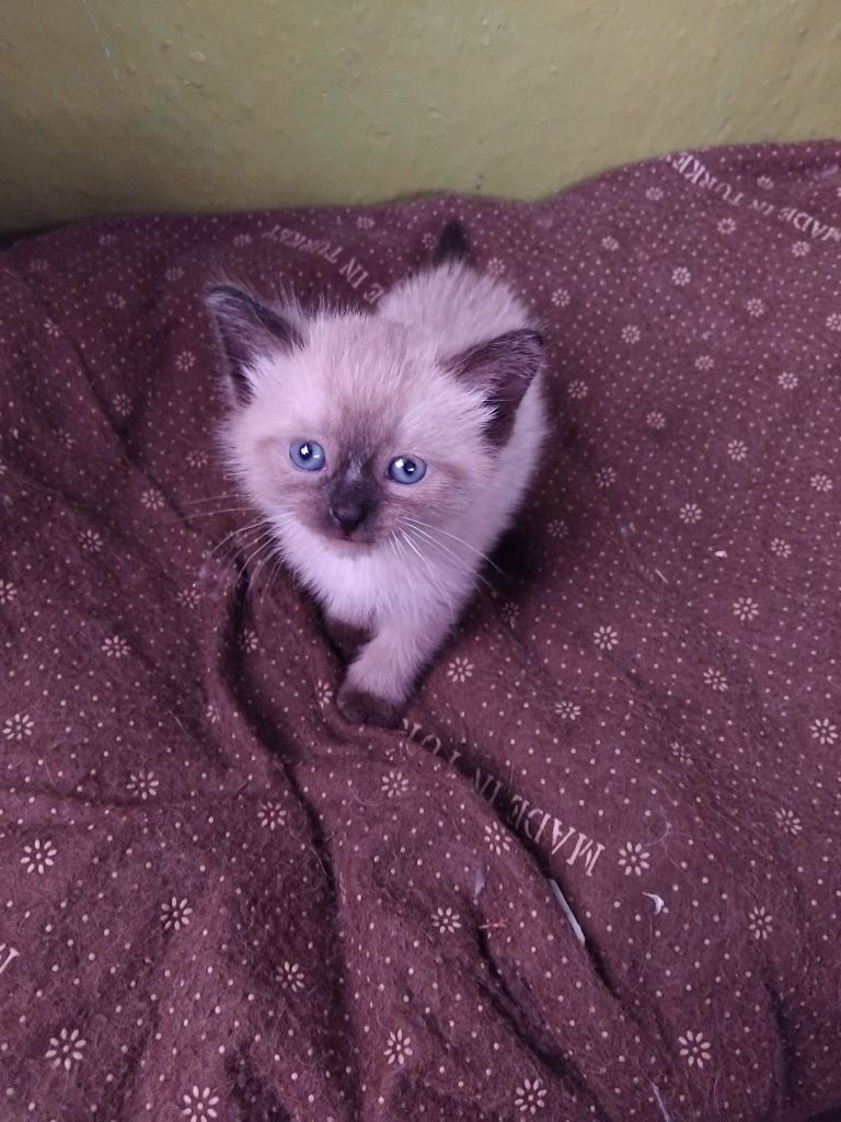 Ласковый котёнок