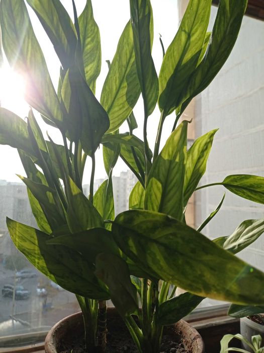 Красивый интерьерный цветок Аглонема.