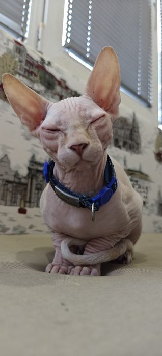 Мъжко Коте Канадски Сфинкс