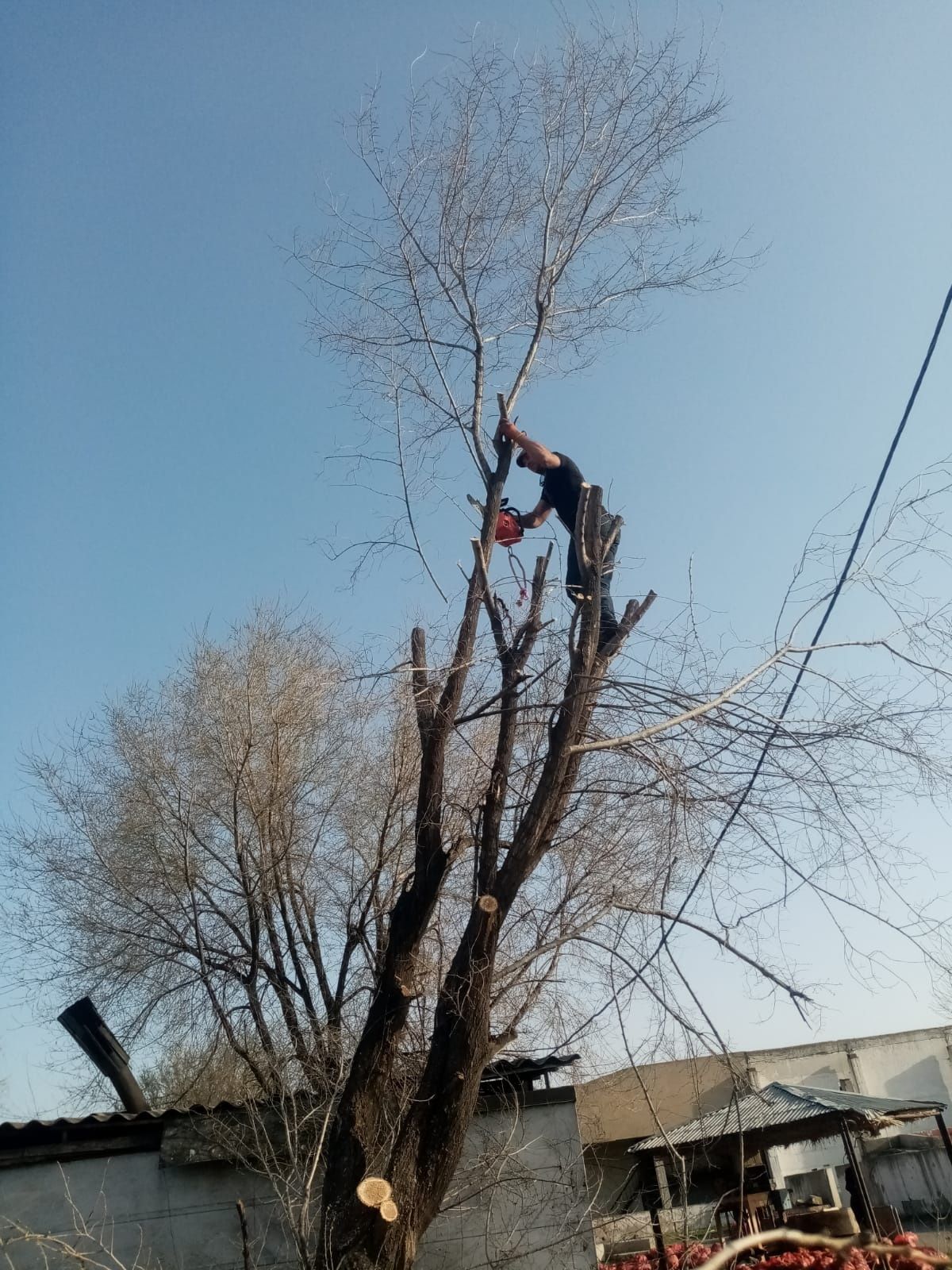 Спилить деревья, распилить на дрова.