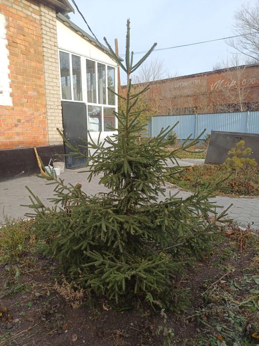 Продам ель на корню