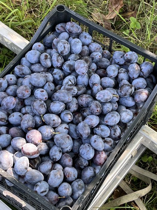 Silvoiță / magiun de prune bistritene 100% natural - reteta bunicilor