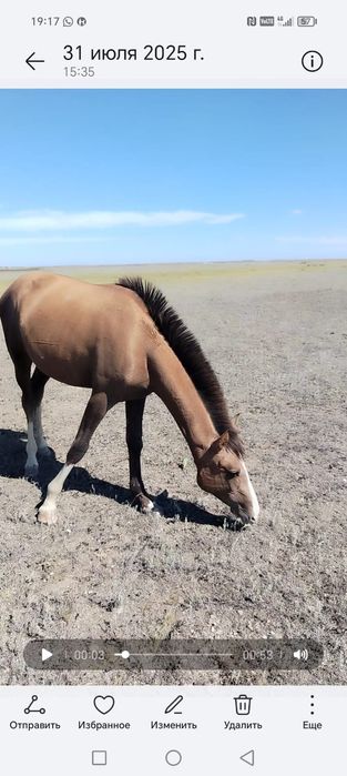 Ассалаумағалейкум былтырғы күлын сатылады