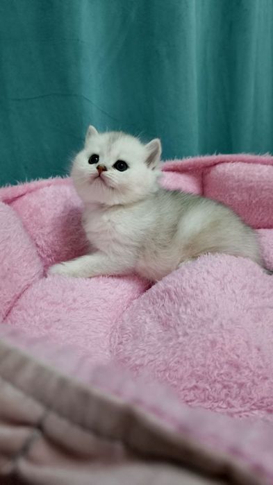 Продаётся чистокровный мальчик с серебристой шин