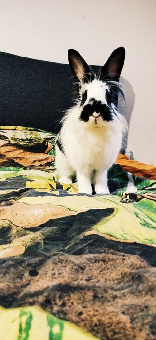 Dog sitter/Cazare căței, pisici și alte animale/ Pet sitter/Vizite/Pli