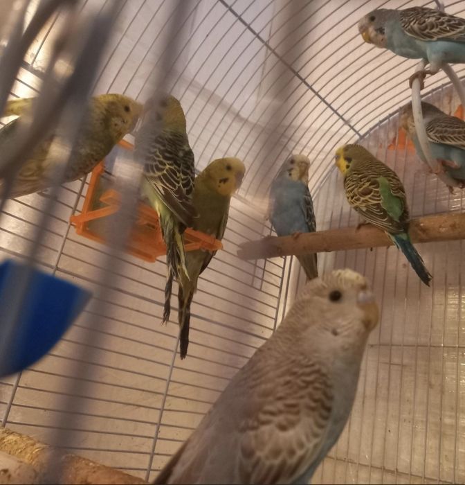 Vând papagali Peruși atât pui cât și maturi ( Standard )