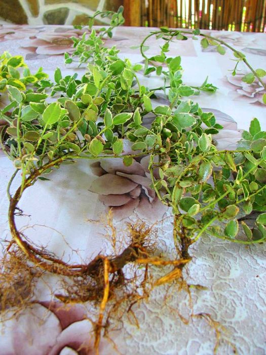 Радиканс - 3 вида вечнозелен жив плет (ПРОМО: 1,10 лв.–0,80 лв.)