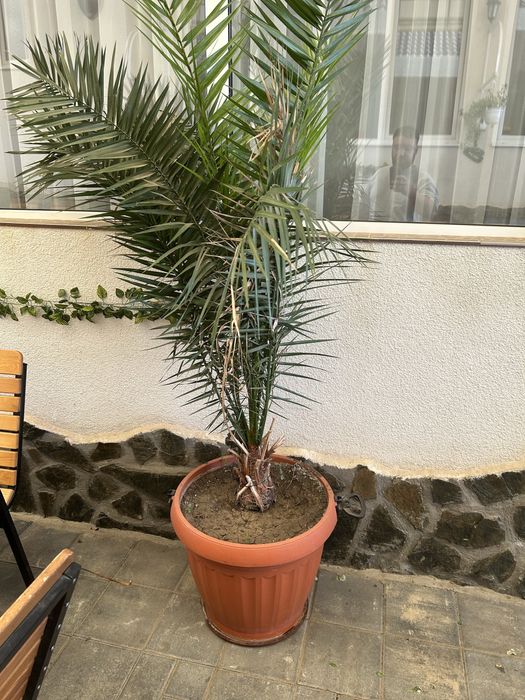 Vand ghivece cu plante( yuca, palmier, ficus si altele)