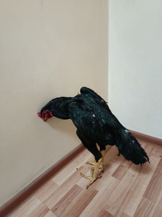 Joʻjalar sotiladi srochno.