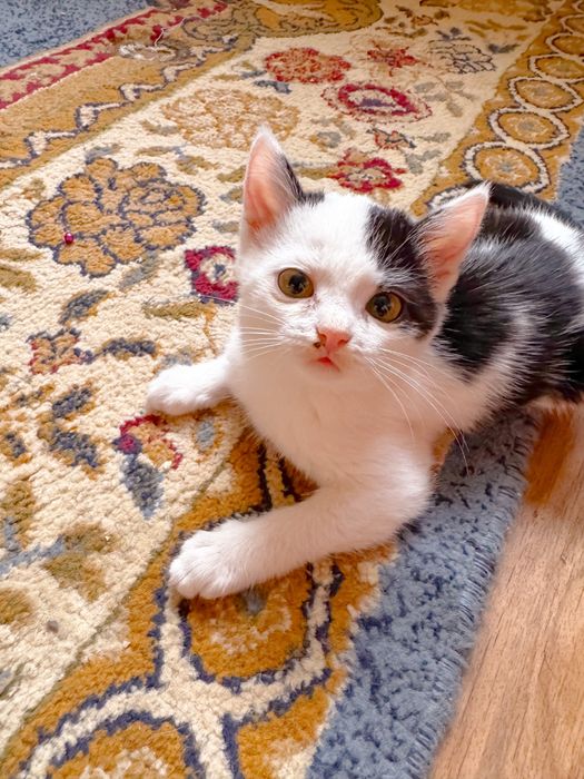 Кошечка в добрые руки