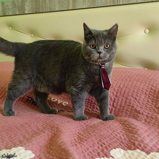 Вязка! Угил скоттиш страйт .