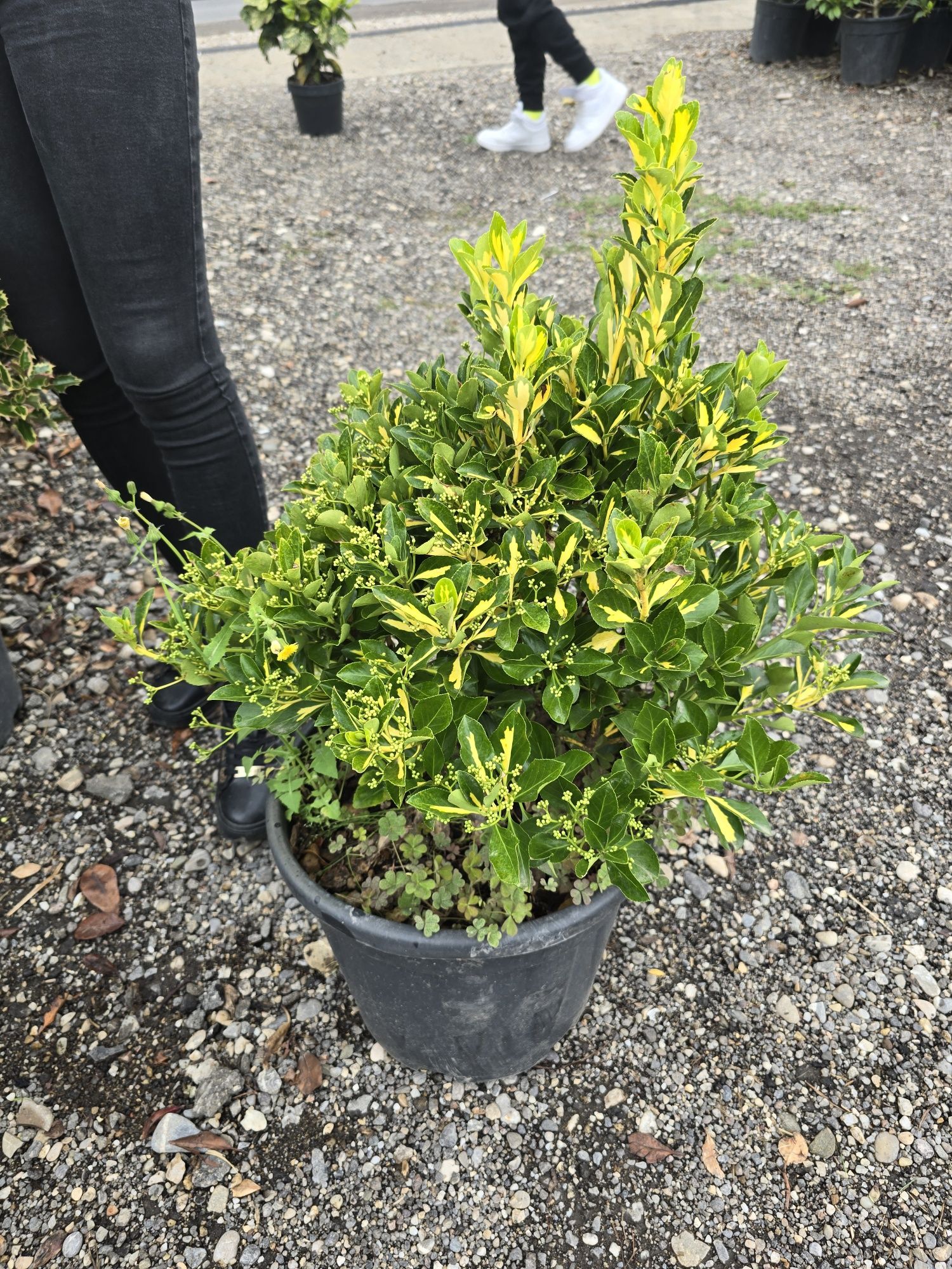 Prunus photinia evonimus de terasă