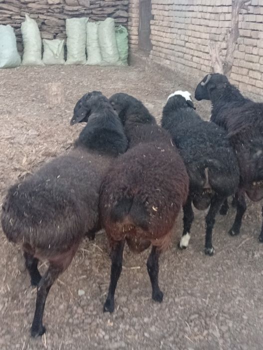 Qoʻchqorla chiroyli sotiladi