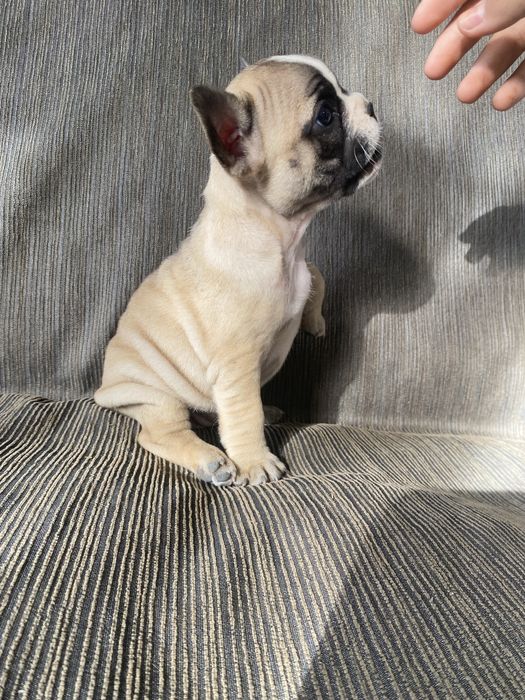 Bulldog francez femela