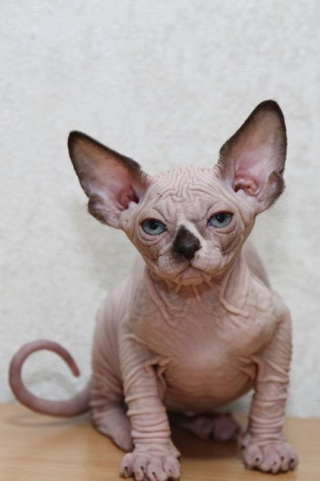 Сфинксы. Котята.