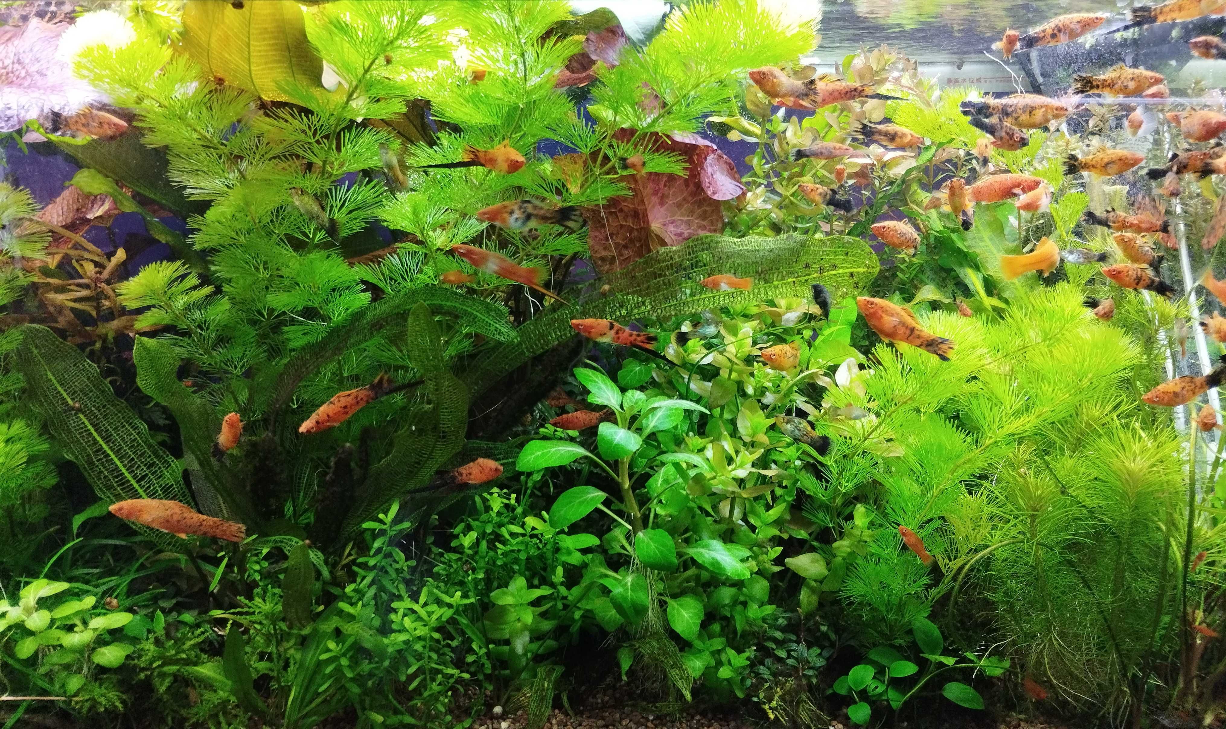 Аквариумные растения из домашних аквариумов.