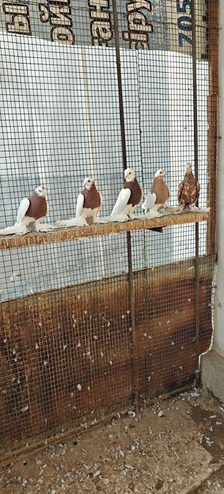 Продам голубей, птица