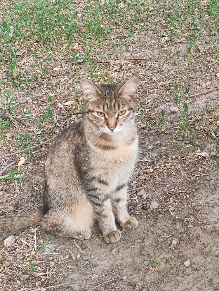 Кошечка ищет дом