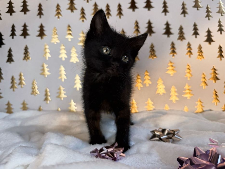 Пантери  4 на брой