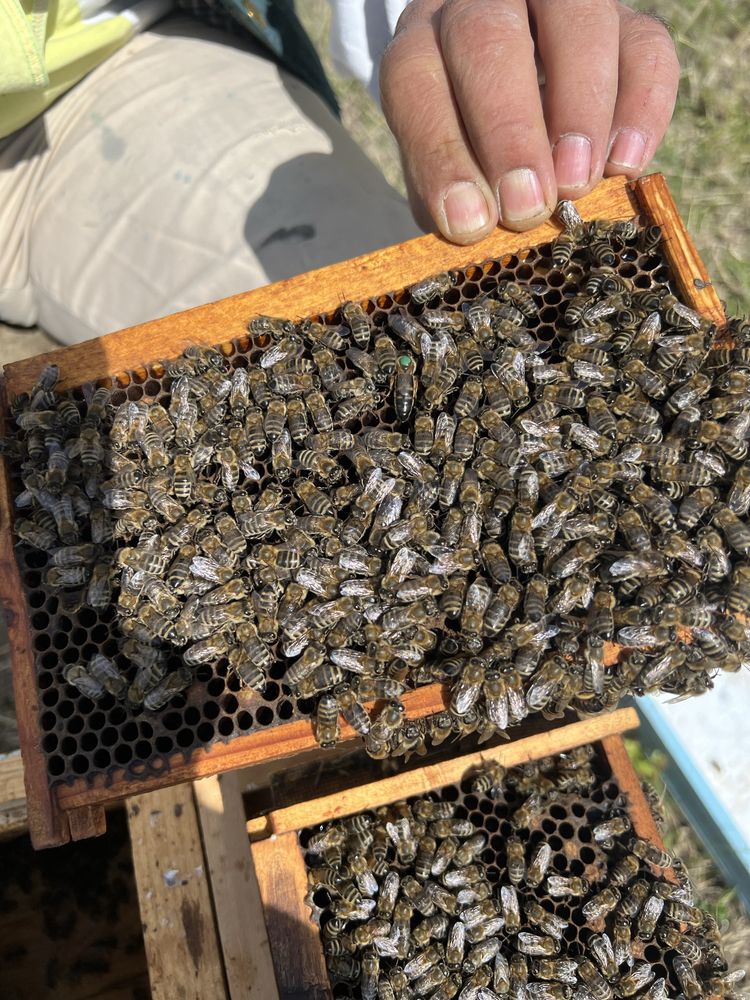 Пчелни отводки и пчелни майки