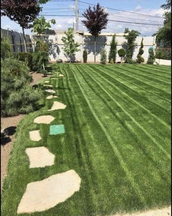 Gazon  rulou si leyalndii chiparos la cel mai bun pret