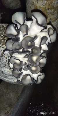 Семена грибов Вешенки