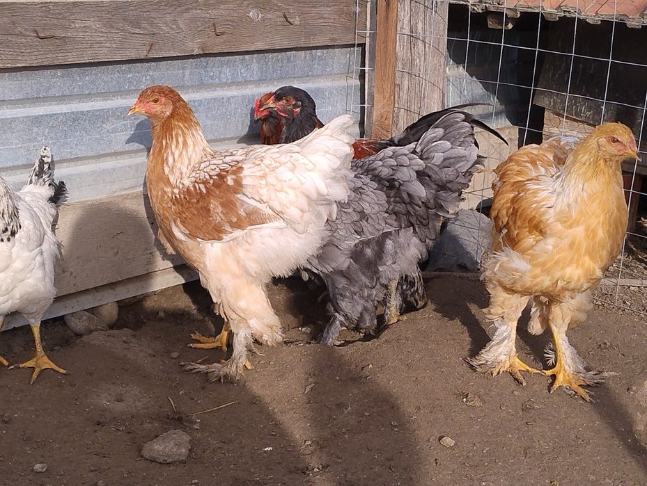 10 brahma de anul acesta