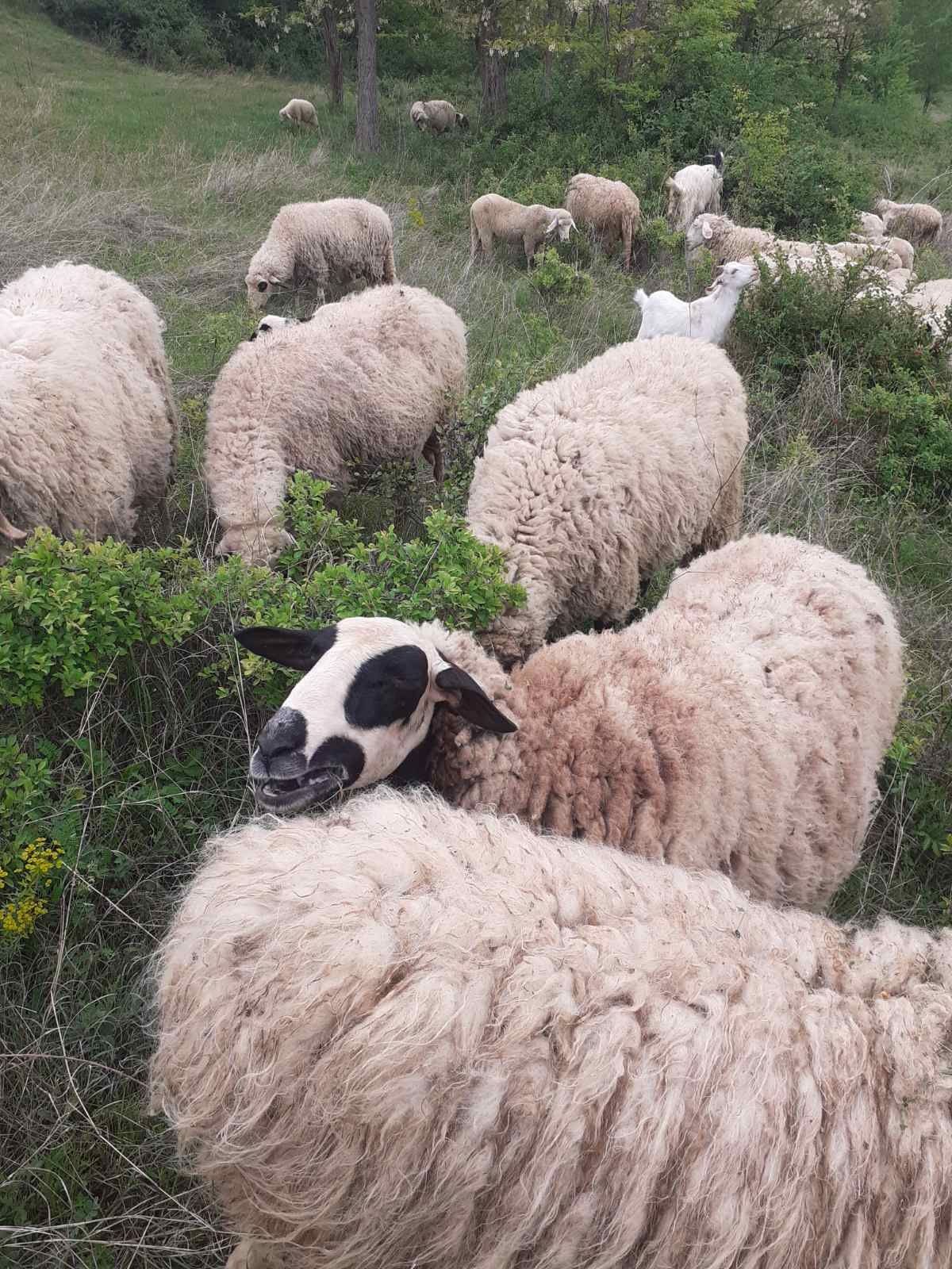 Продават се Овце,Кочове и Чепишки за курбан байрам