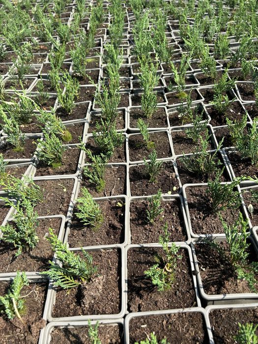 Chiparos laylandi 7 lei/buc