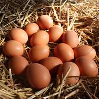 Vând ouă de găini de țară rasa Rhode island red