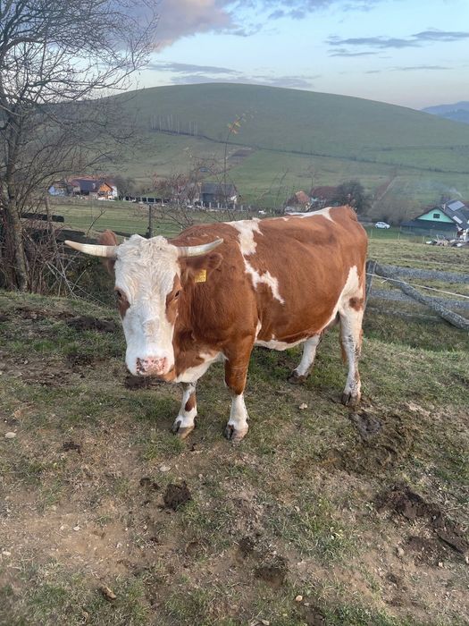 Vacă Baltata Românească