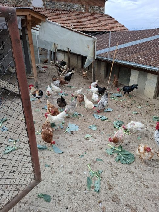 Продавам кокошки