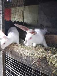 Vând iepuri rasă berbec german și hycole francez