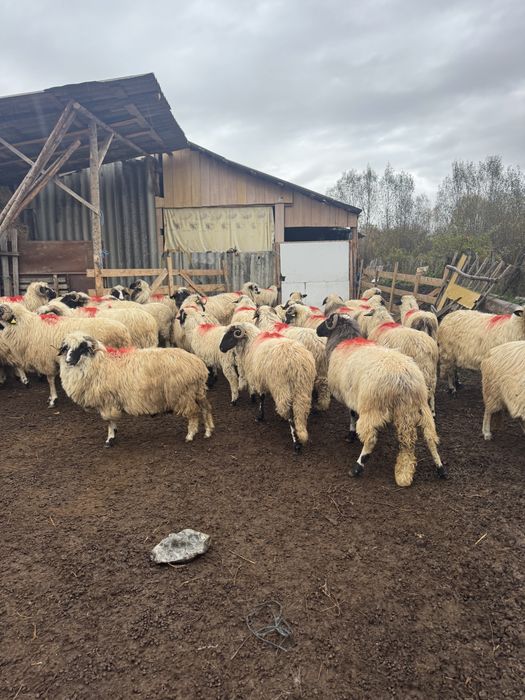 Oi breze miei berbeci