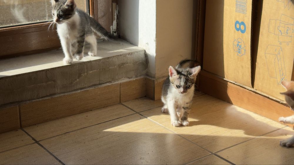 Pisici spre adoptie