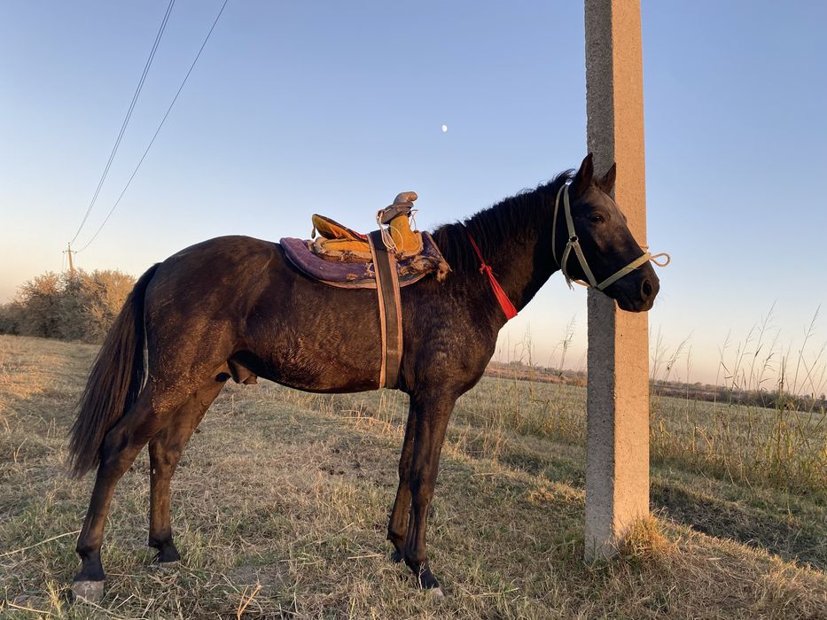 Qora bayir zoti yoshi 2.5 yosh