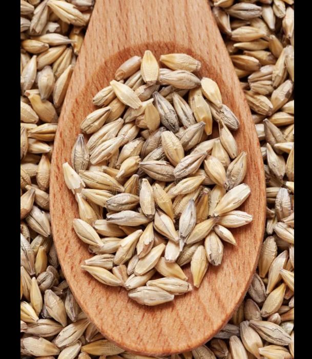 Продам ячмень 1.6тонн